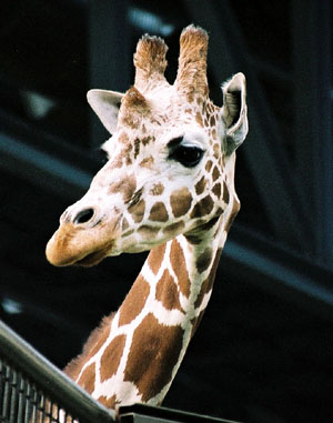 giraffey.jpg